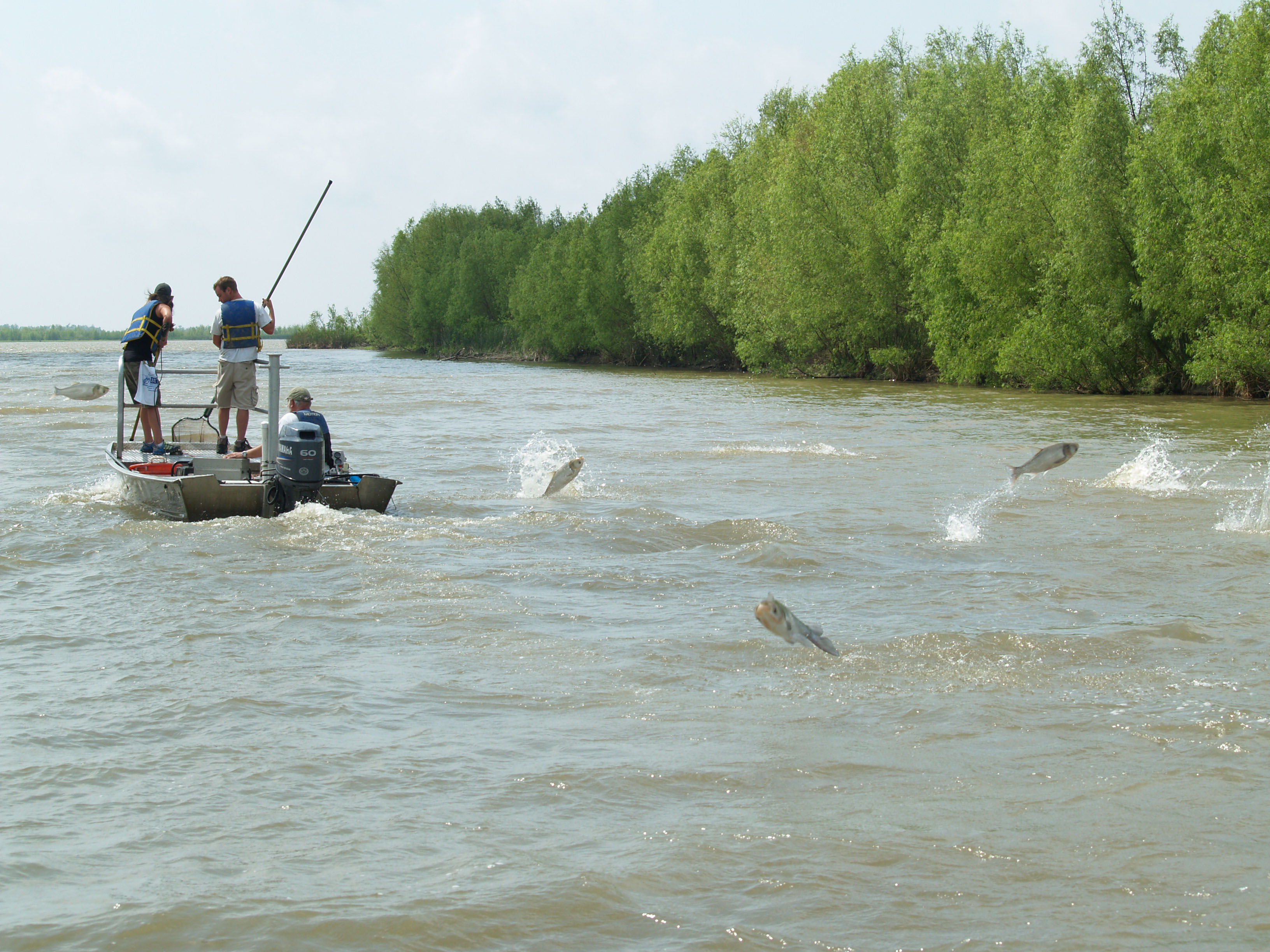 Asian Carps Are Here to Stay